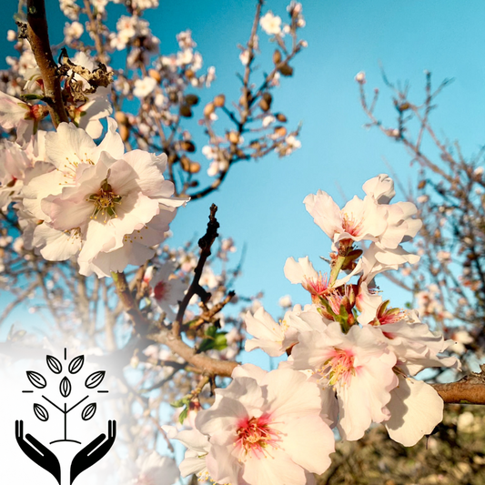 Almond tree sponsorship
