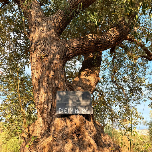 Schiefer-Namensschild mit der Aufschrift „Dein Name“ an einem alten Olivenbaum im Olivenhain in Noto, Sizilien