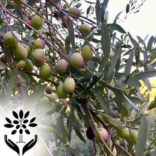 Patenschaft Olivenbaum