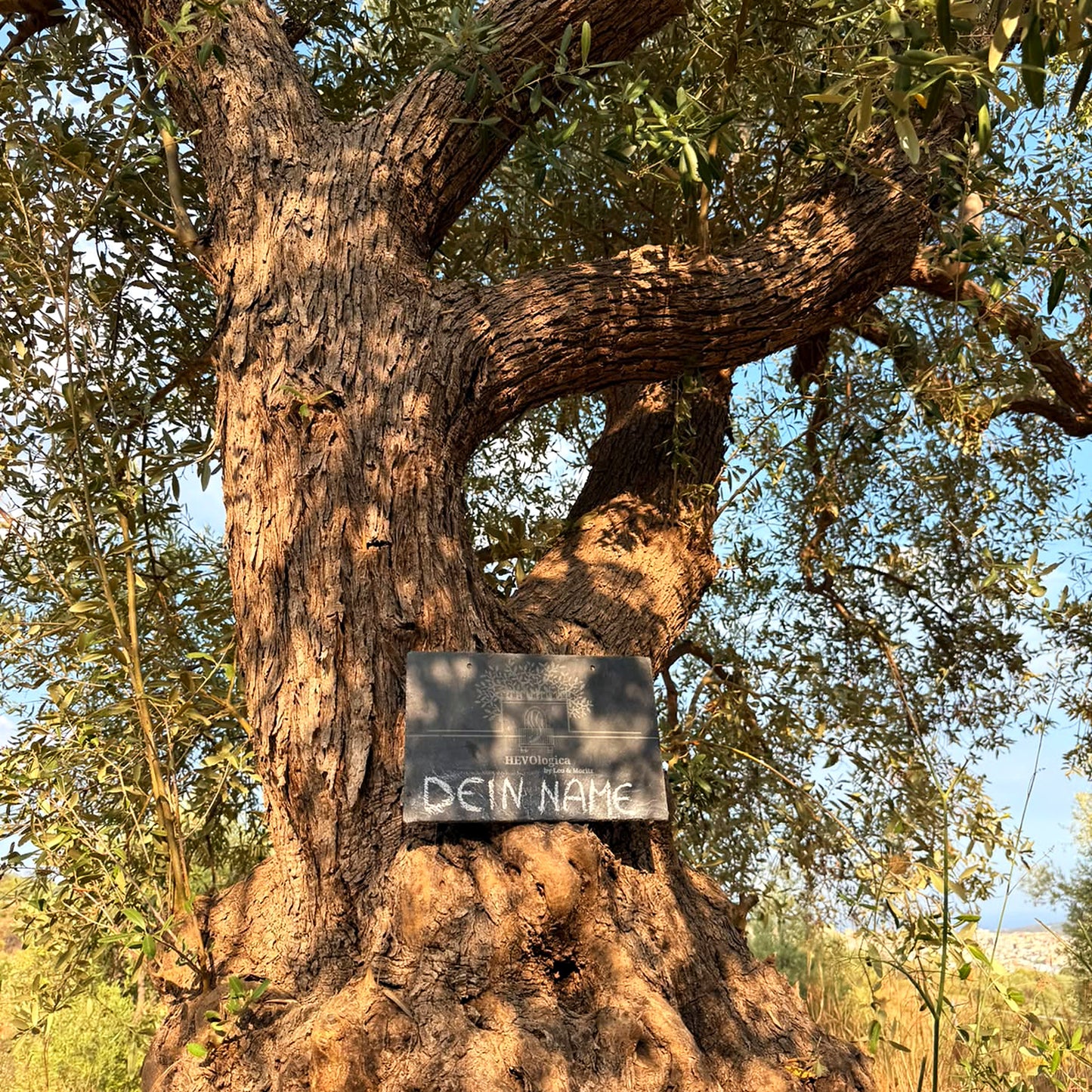 Schiefer-Namensschild mit der Aufschrift „Dein Name“ an einem alten Olivenbaum im Olivenhain in Noto, Sizilien