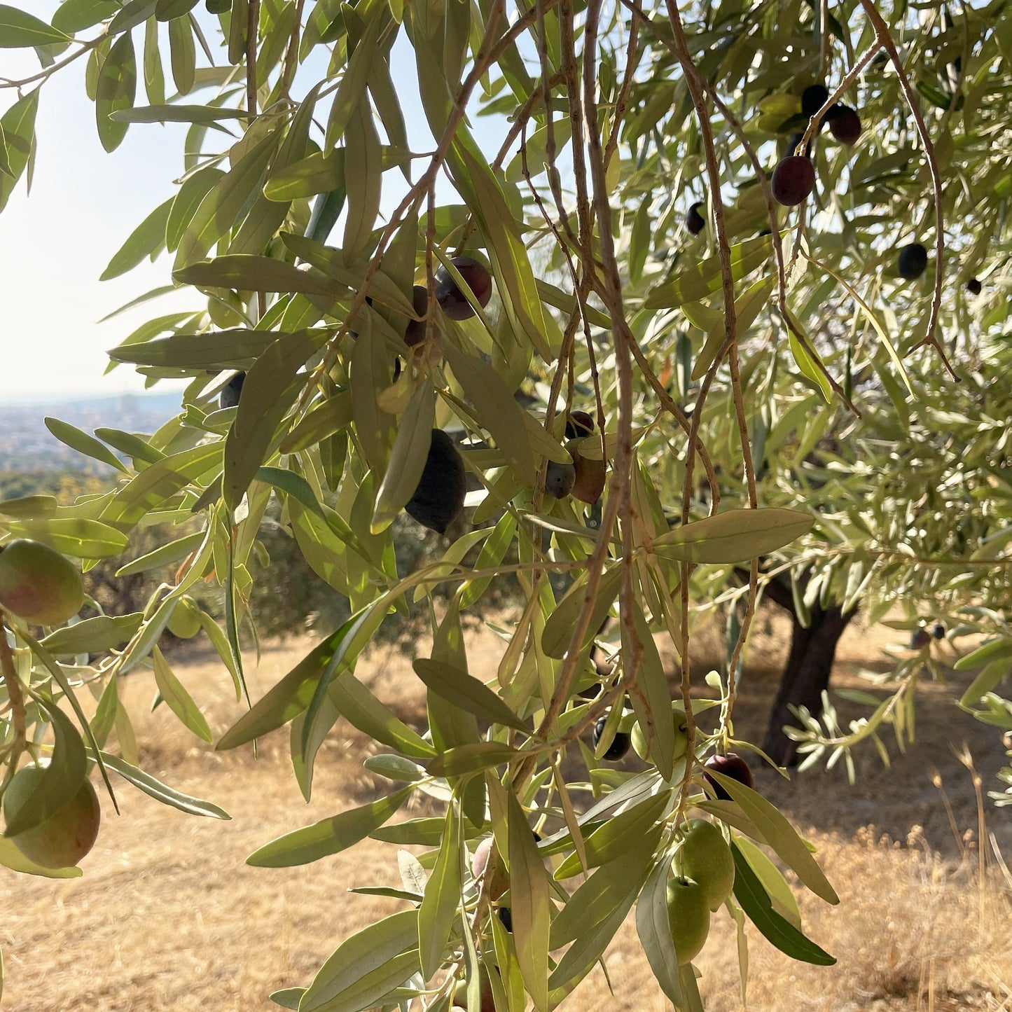 Olivenzweig mit reifenden Oliven im Olivenhain bei Noto, Sizilien
