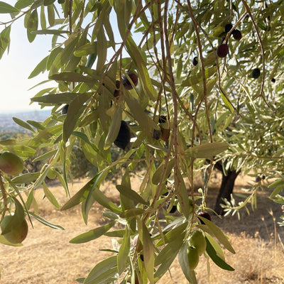 Olivenzweig mit reifenden Oliven im Hain bei Noto, Sizilien