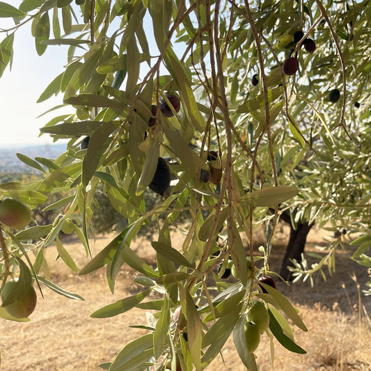 Olivenzweig mit reifenden Oliven im Olivenhain bei Noto, Sizilien