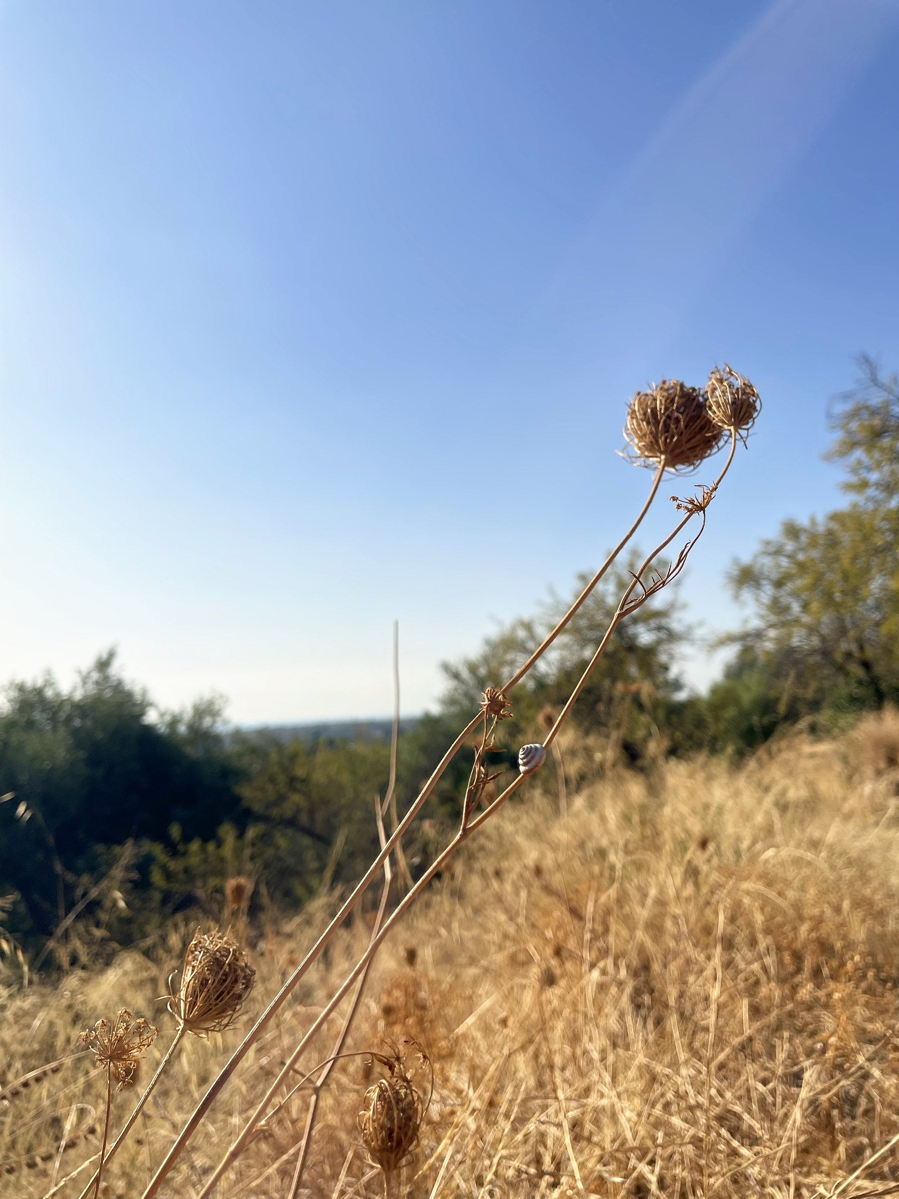 Wilde Vegetation und Biodiversität im Olivenhain bei Noto