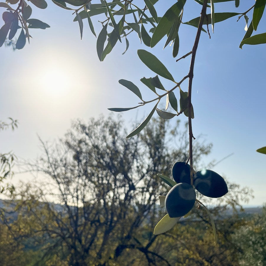 Reife Oliven im Gegenlicht am Zweig, Olivenhain bei Noto, Sizilien