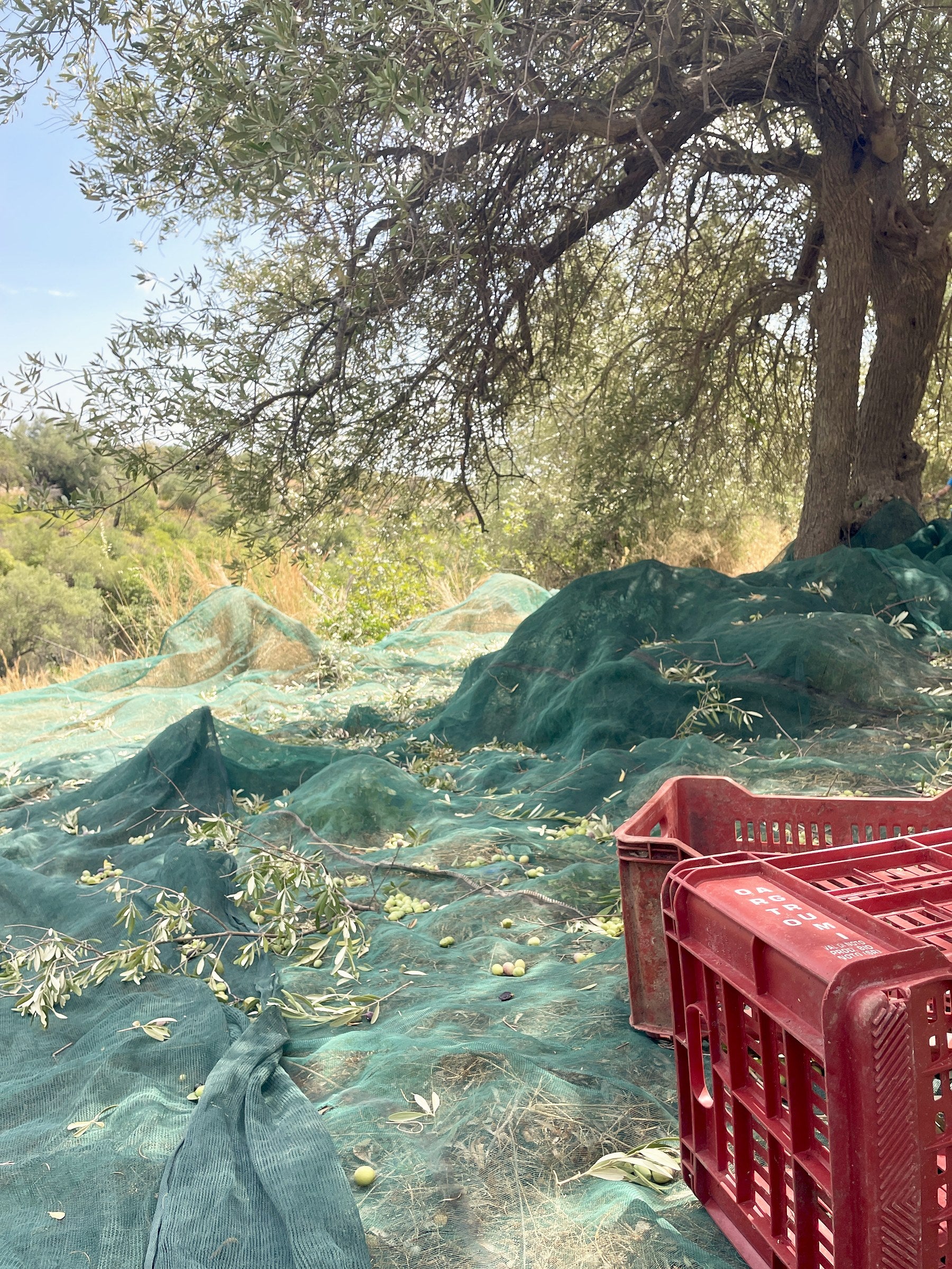 Grüne Oliven auf Erntenetzen mit Erntekiste im Olivenhain bei Noto, Sizilien
