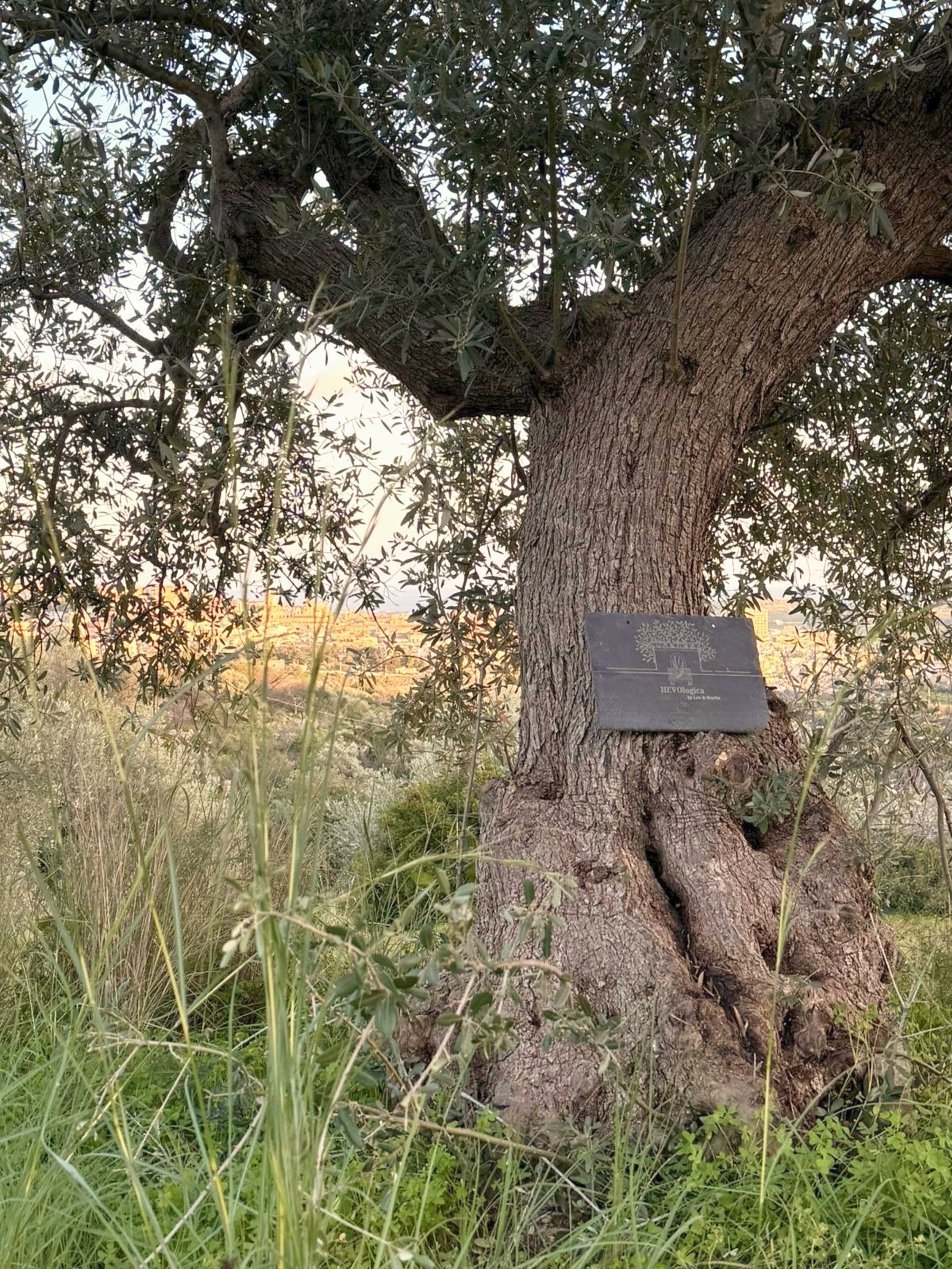 Alter Olivenbaum mit Schiefer-Namensschild einer Patenschaft in Noto, Sizilien
