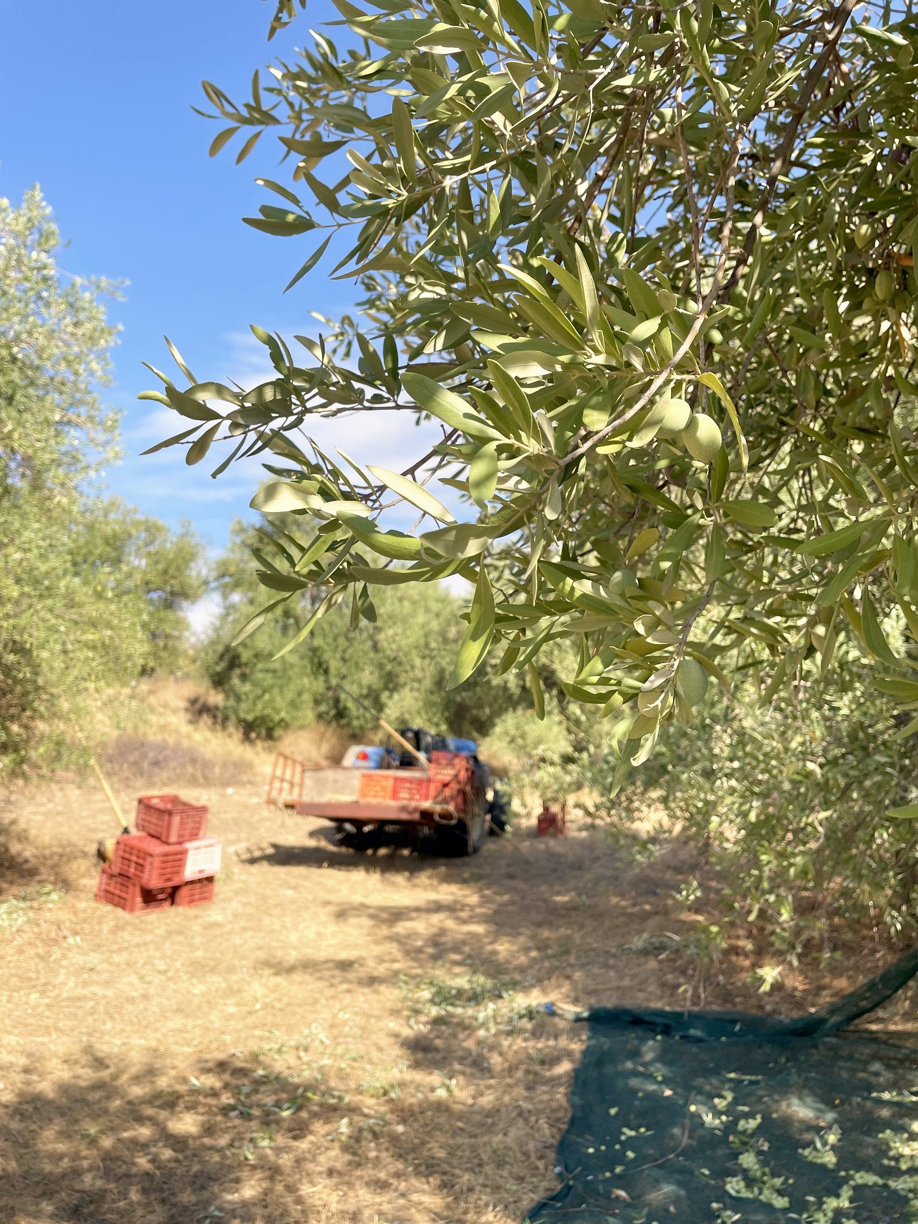 Olivenhain mit Erntewagen in Noto, Sizilien