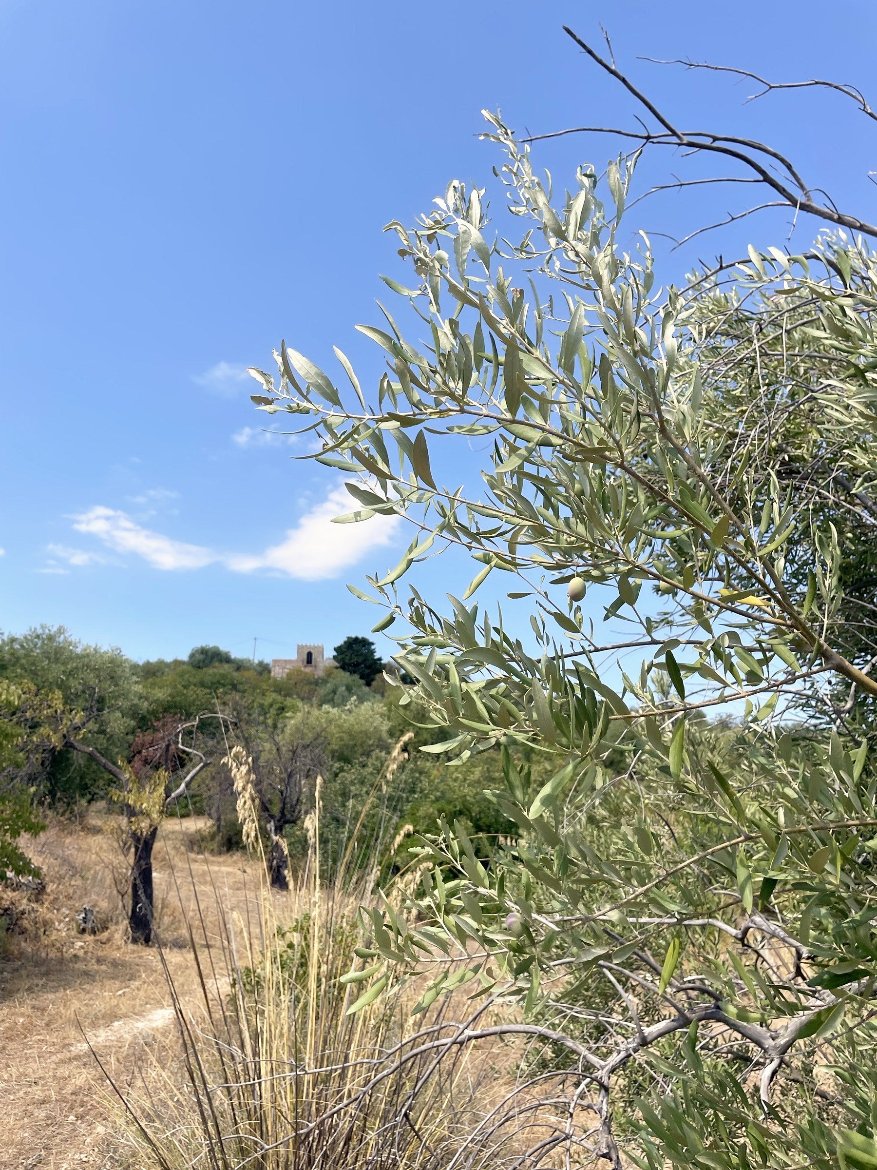 Olivenzweig im Hain bei Noto, Sizilien