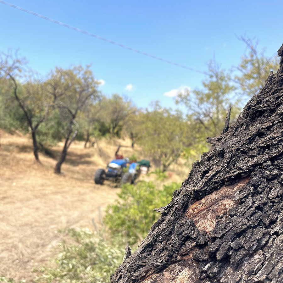Alter Olivenstamm mit Traktor im Hain bei Noto, Sizilien
